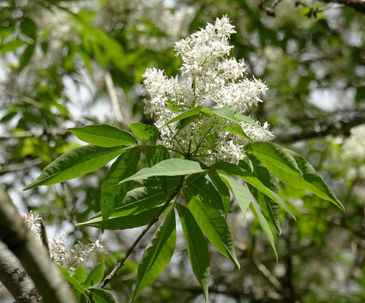 იფანი