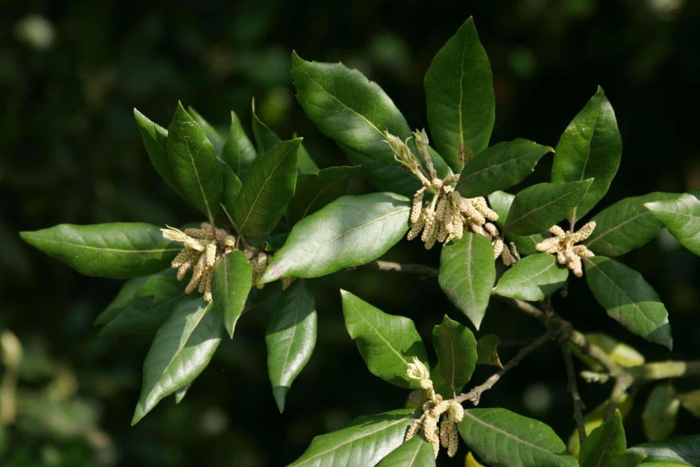 მუხა 