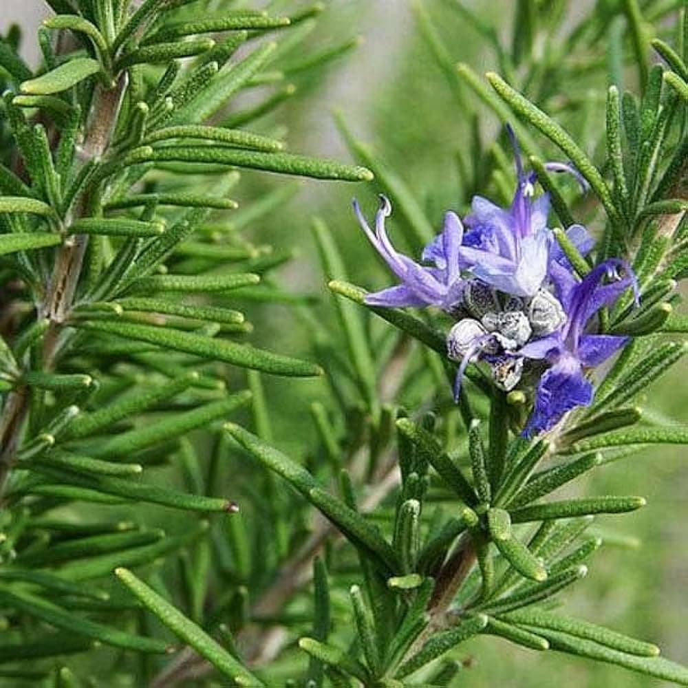 როზმარინი