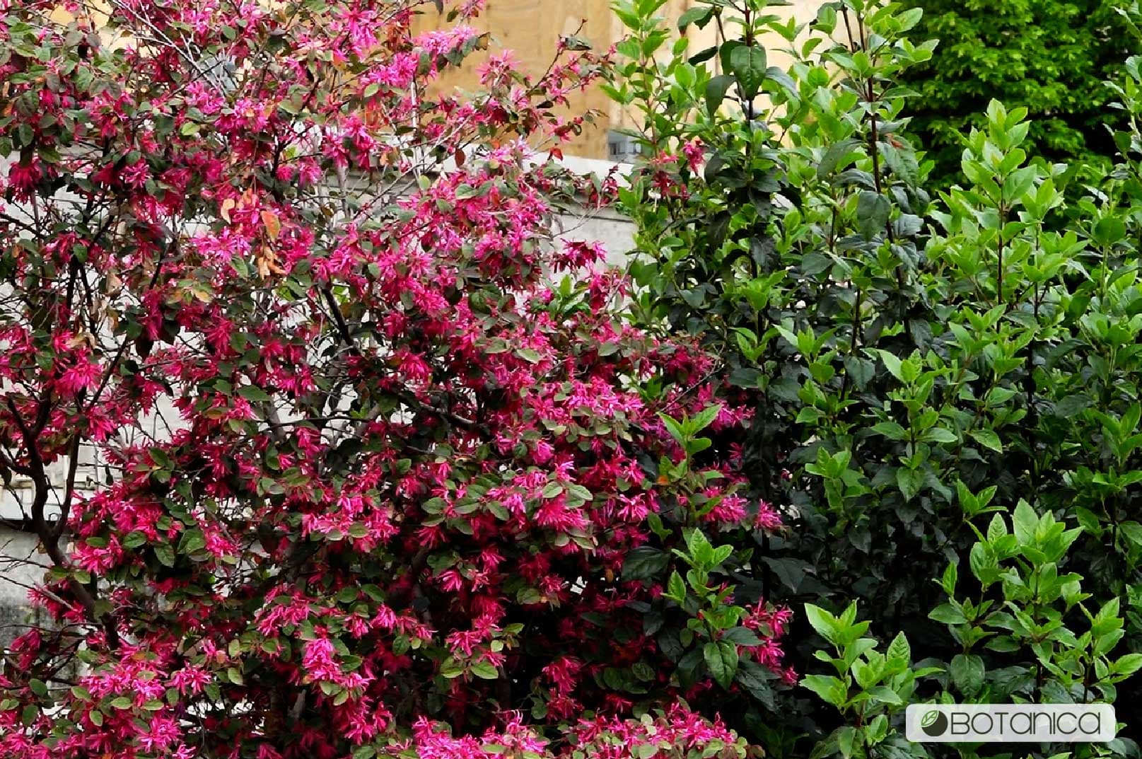 შოთა რუსთაველის გამზირი 6